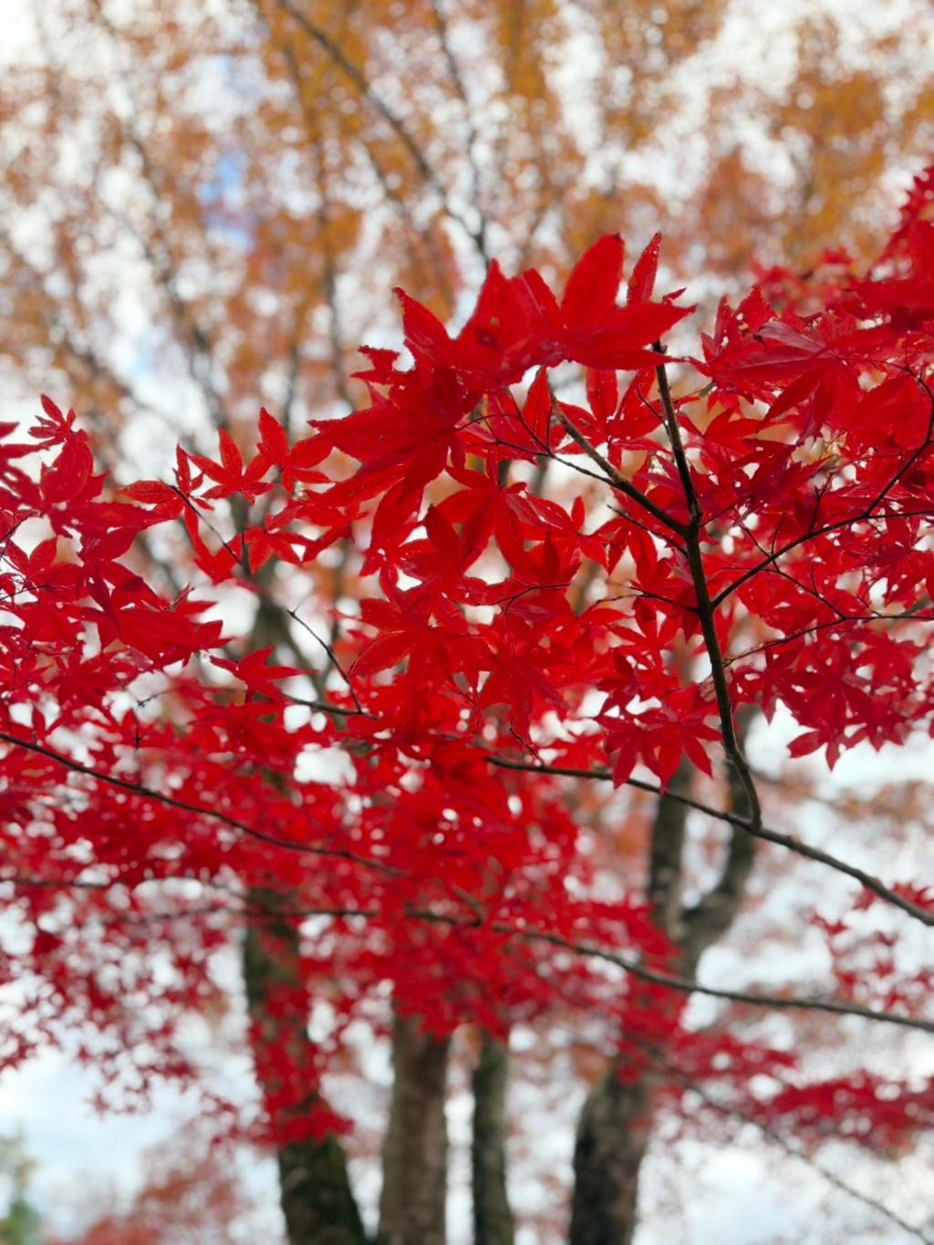 紅葉🍁