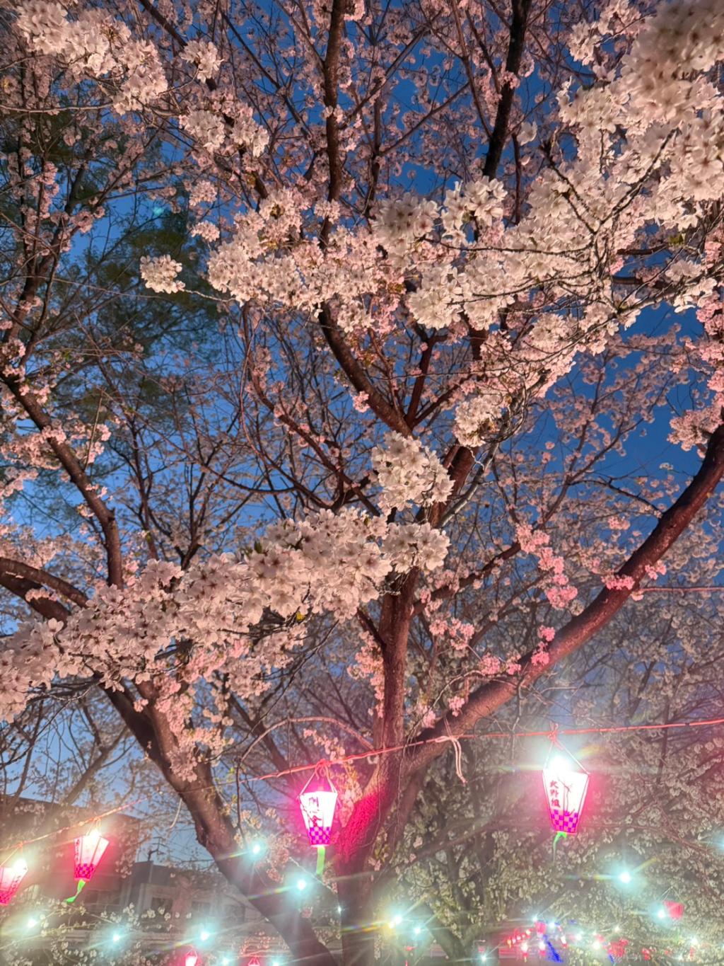 桜🌸