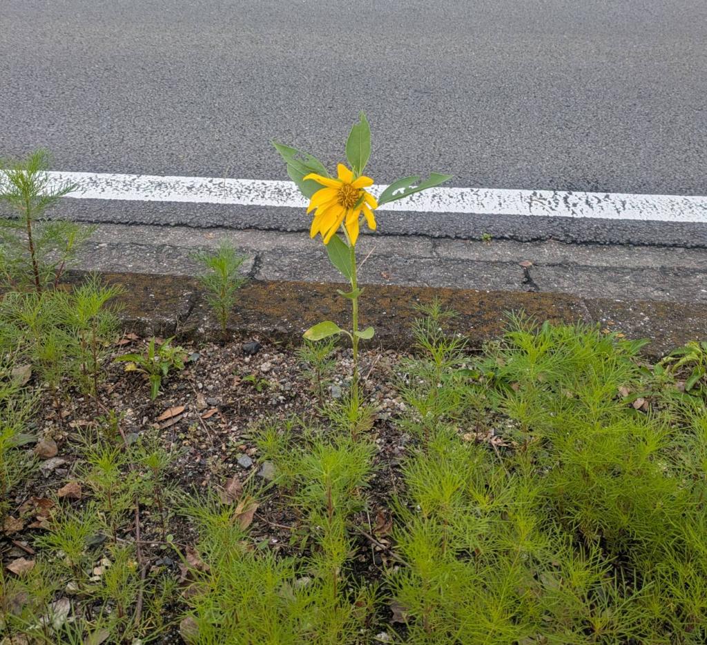 ひまわり
