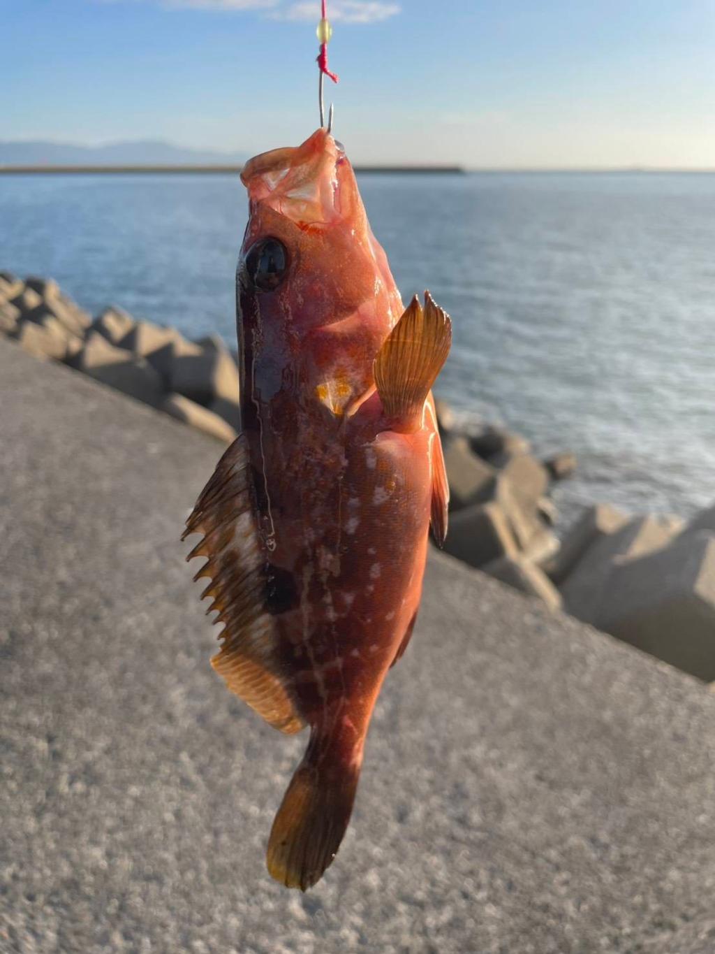 美味しくいただきました🐟