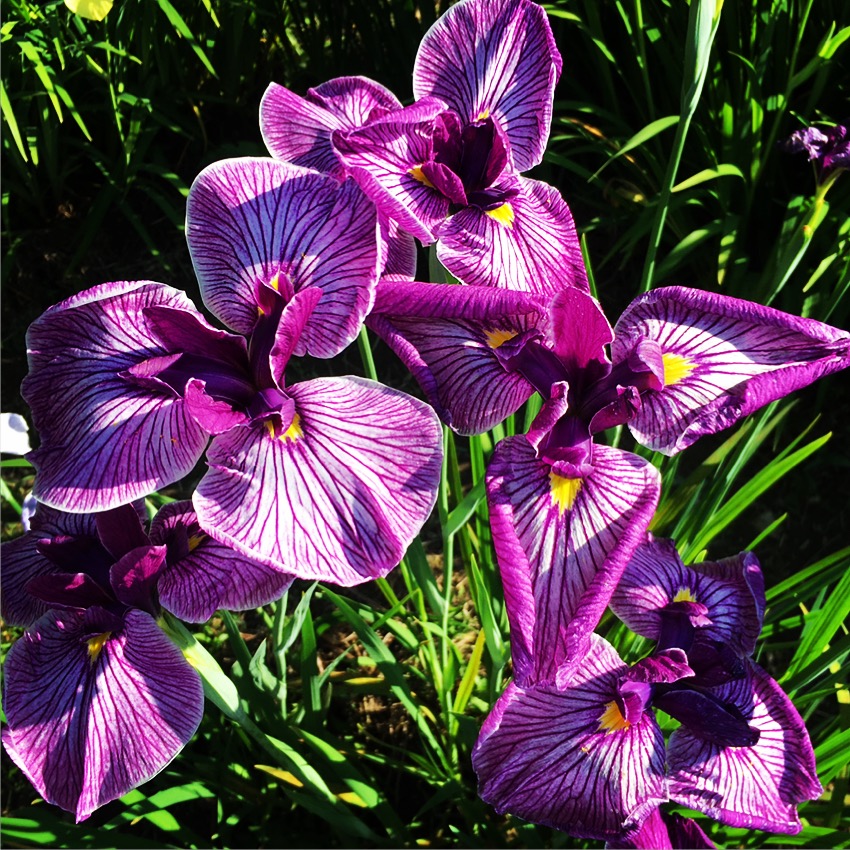 季節の花シリーズ