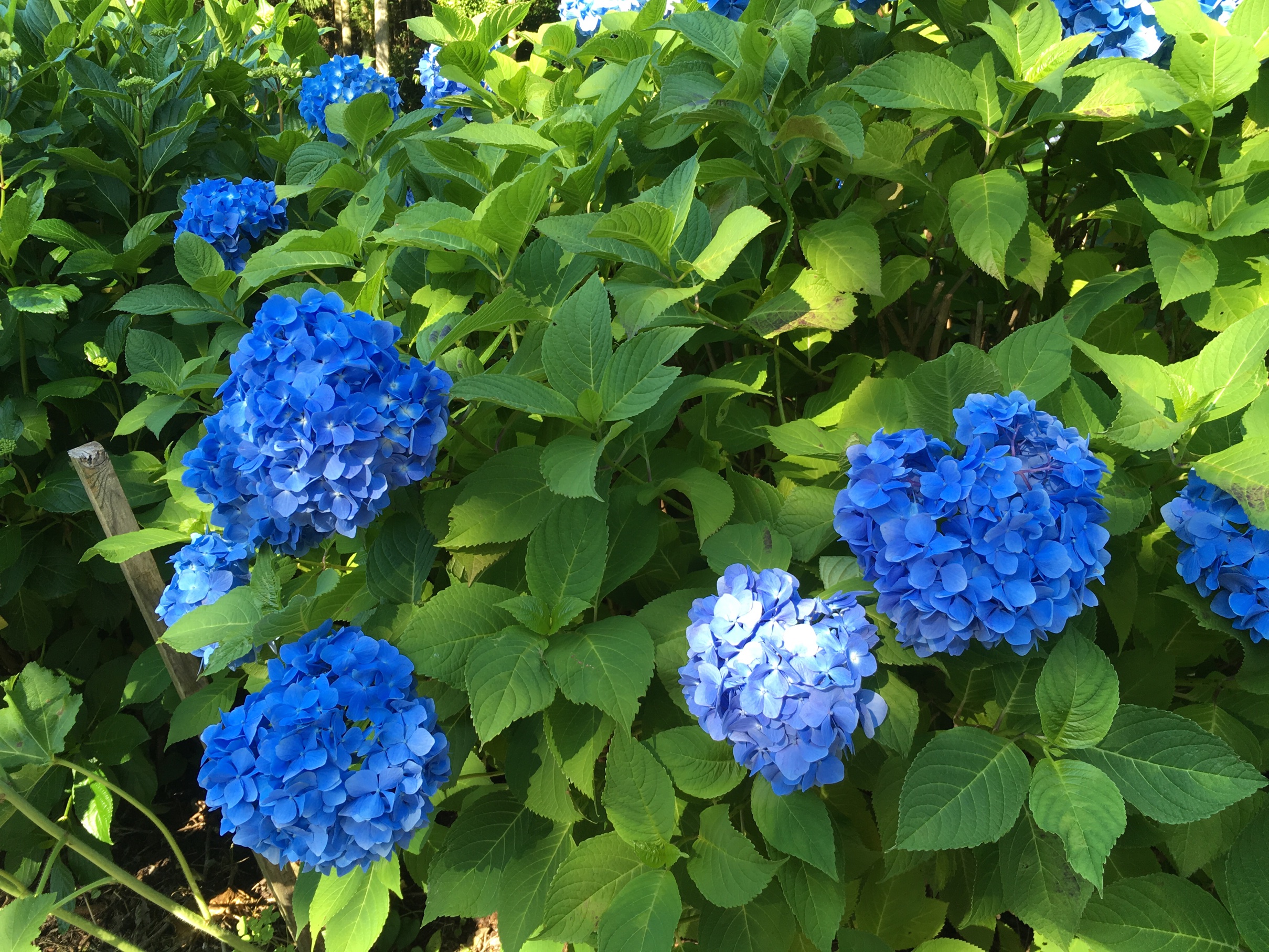 季節の花シリーズ