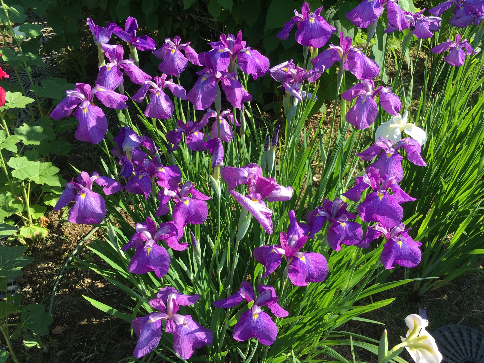 季節の花シリーズ