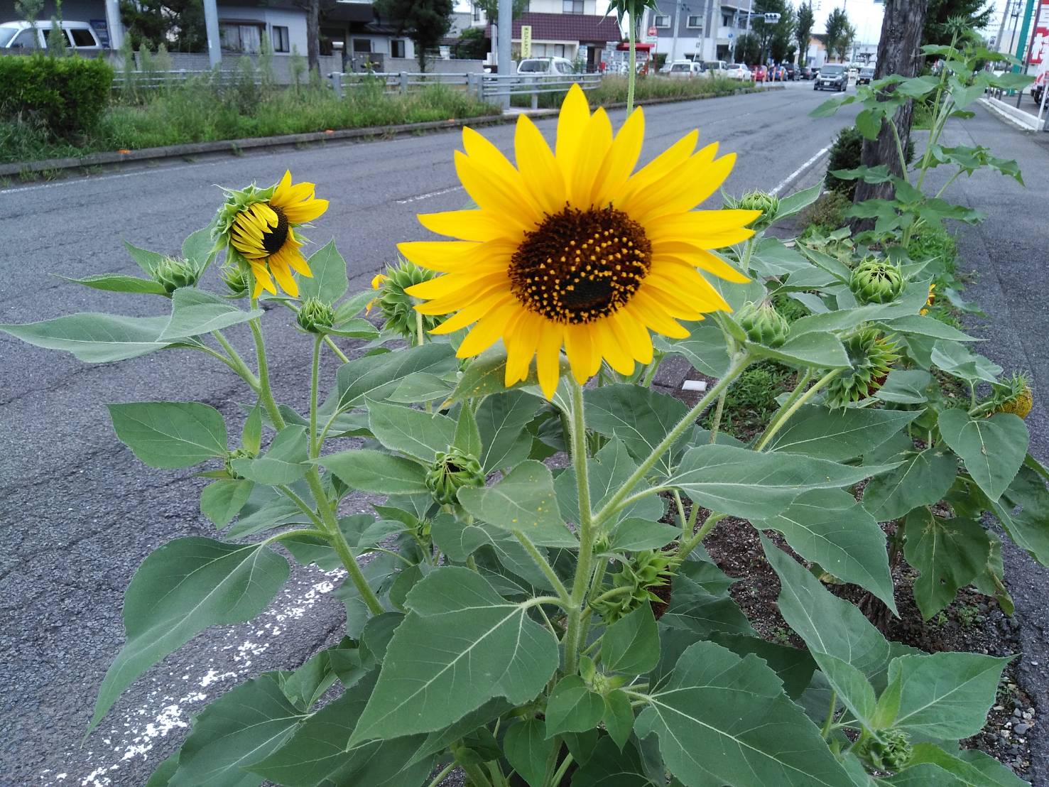 今日から９月です。