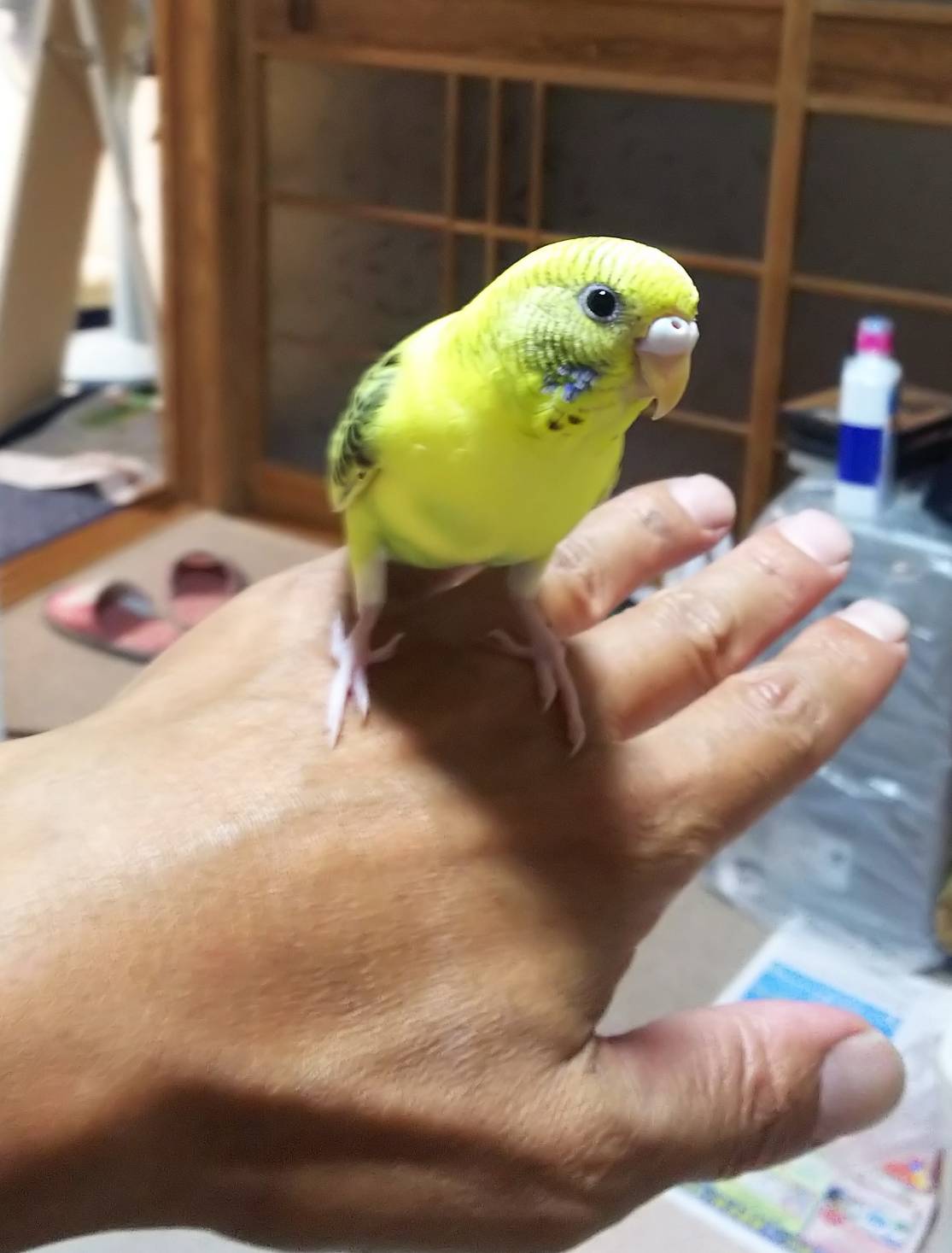 セキセイインコ