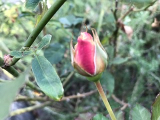 今日から11月です