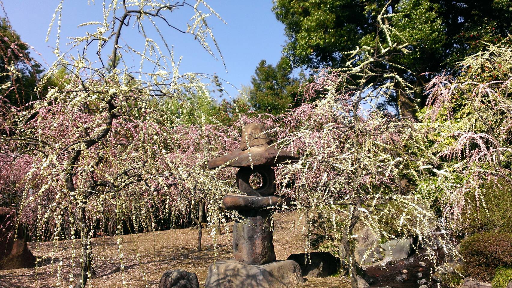 今年の桜は