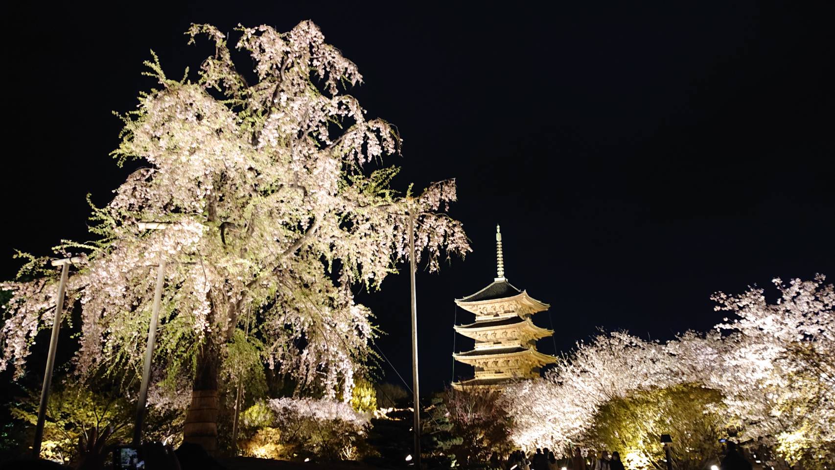 今年の桜は