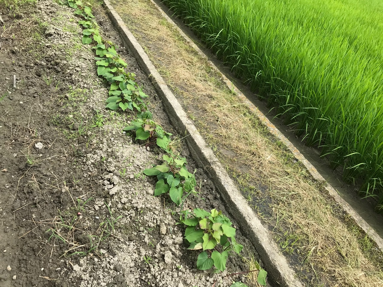 今日から８月です