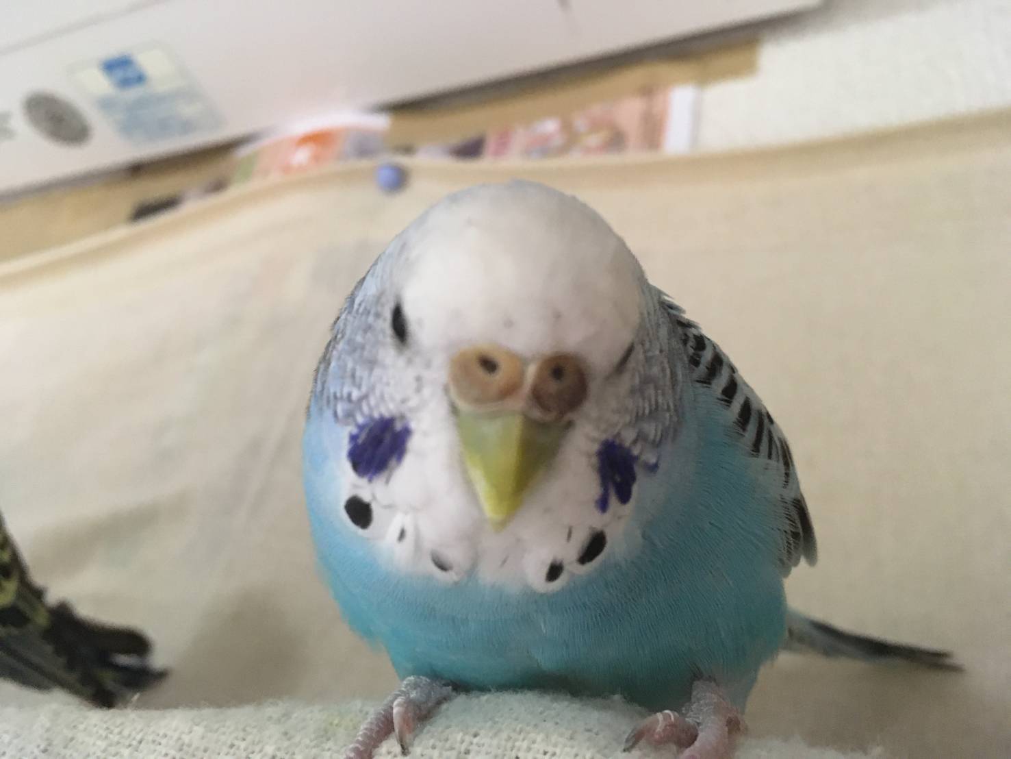 3月のインコ