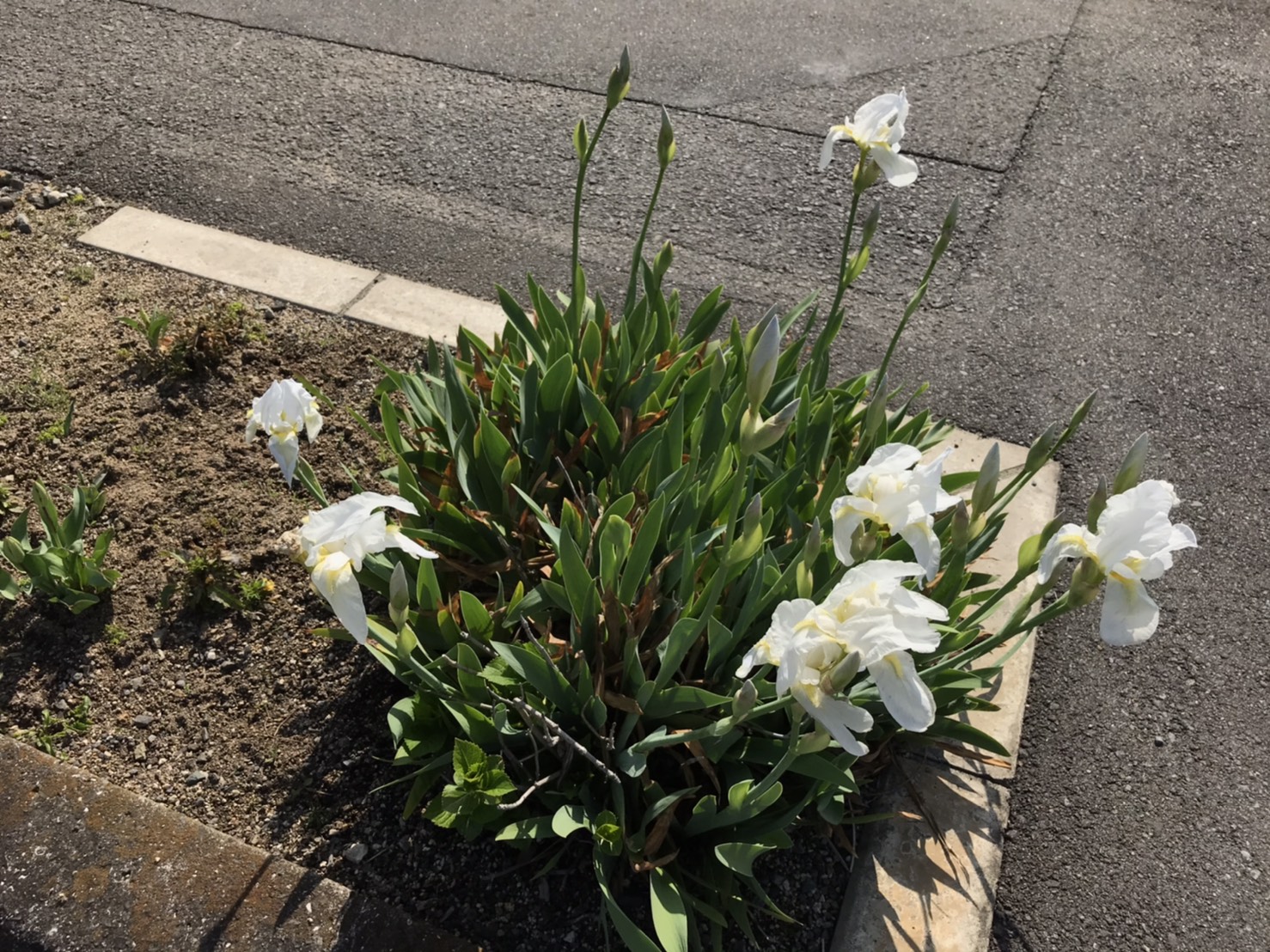 4月になりました