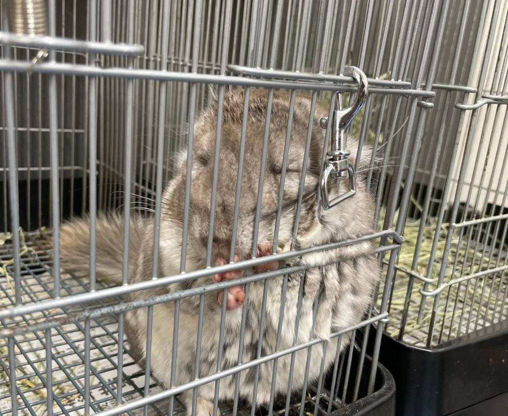究極の癒し