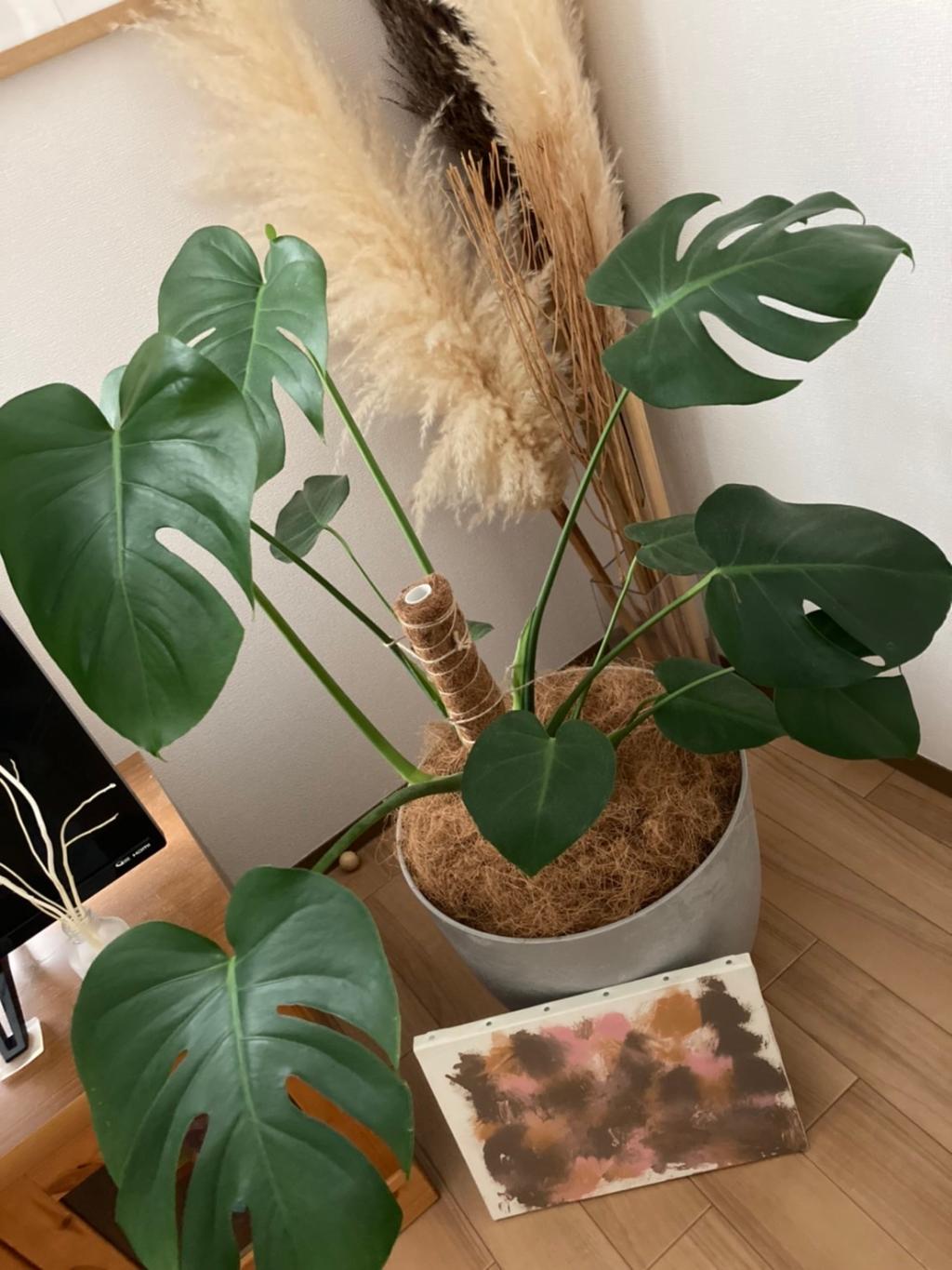 観葉植物