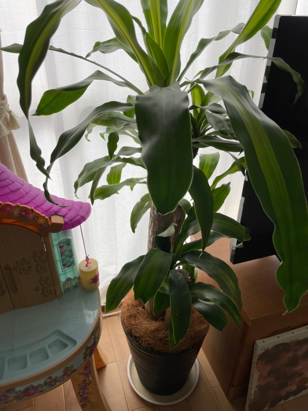 観葉植物