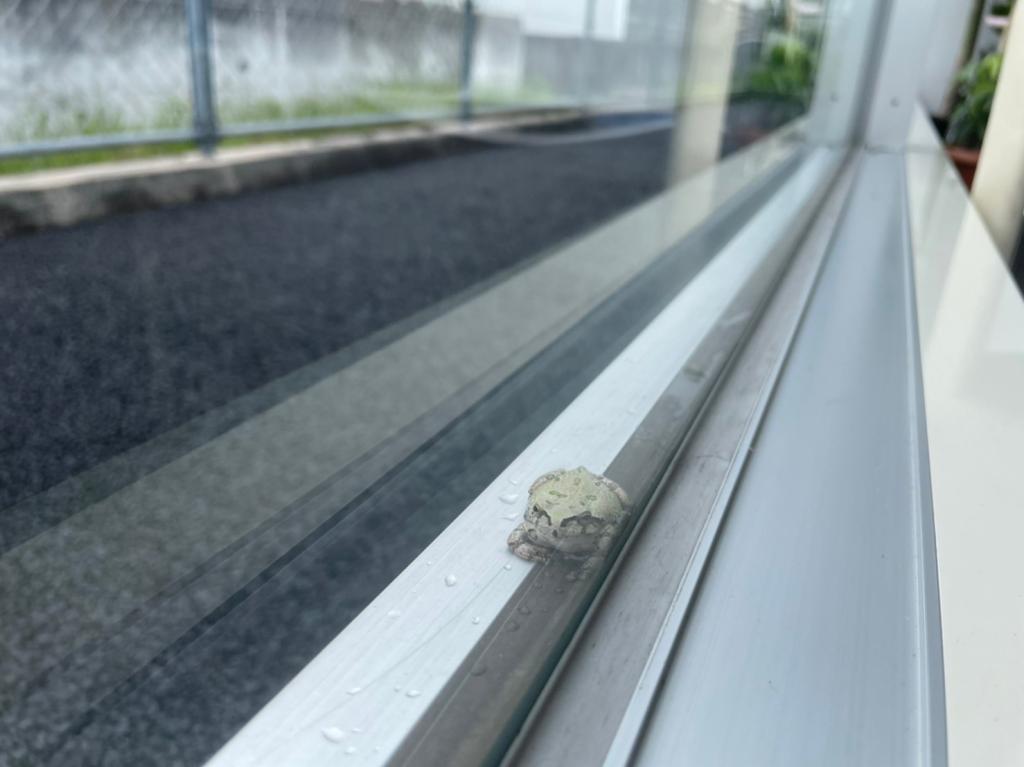カエル