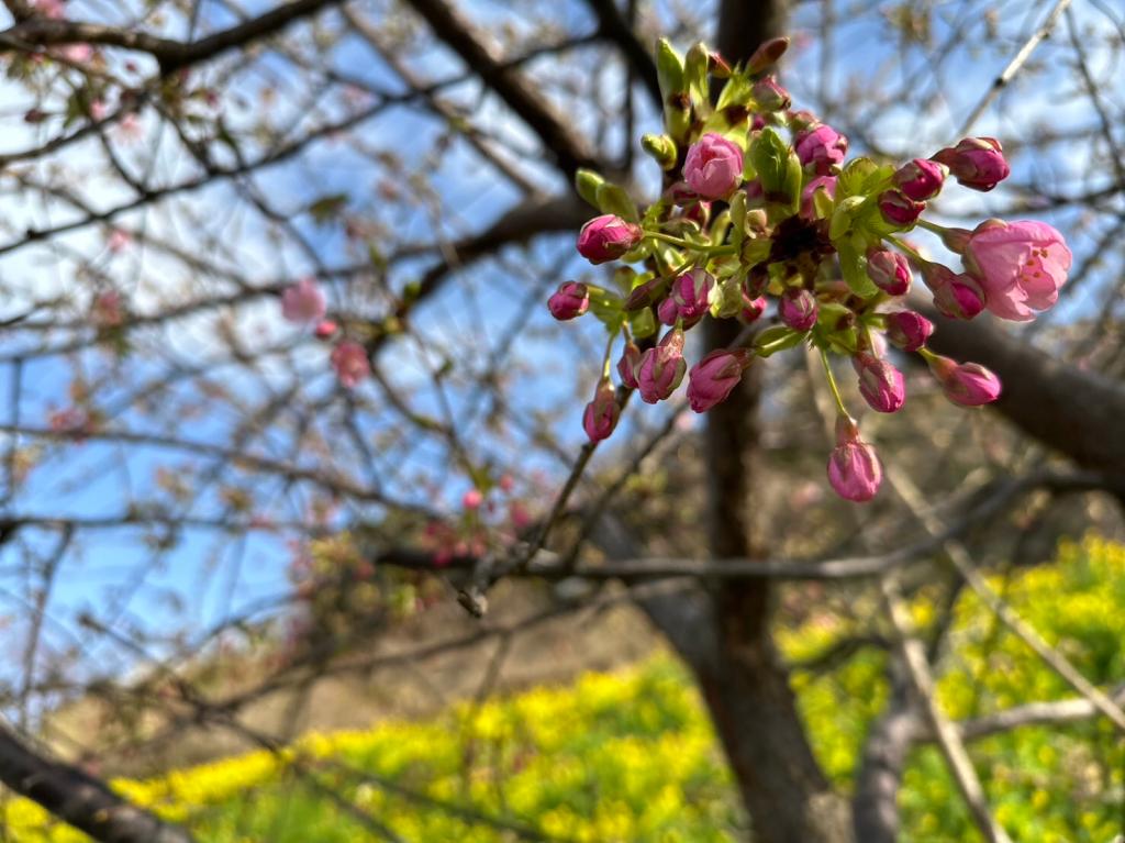 今日から３月です