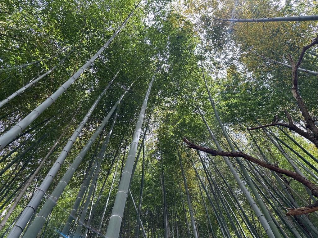 今日から５月です