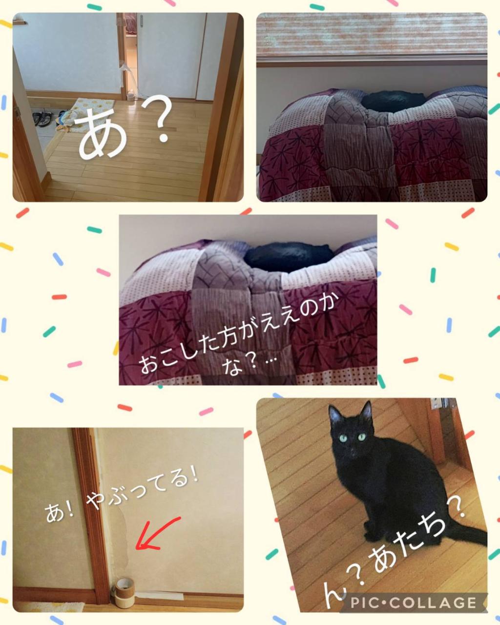 猫を飼う（買う？）事を強くオススメします！！（笑）