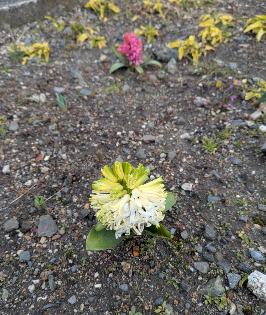 ささやかな🏵️