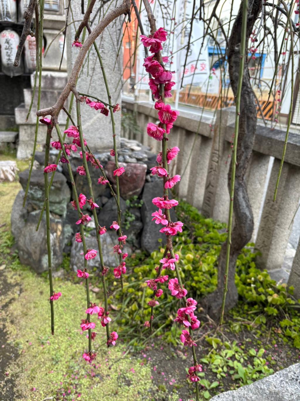 ３月も半月が経ちました