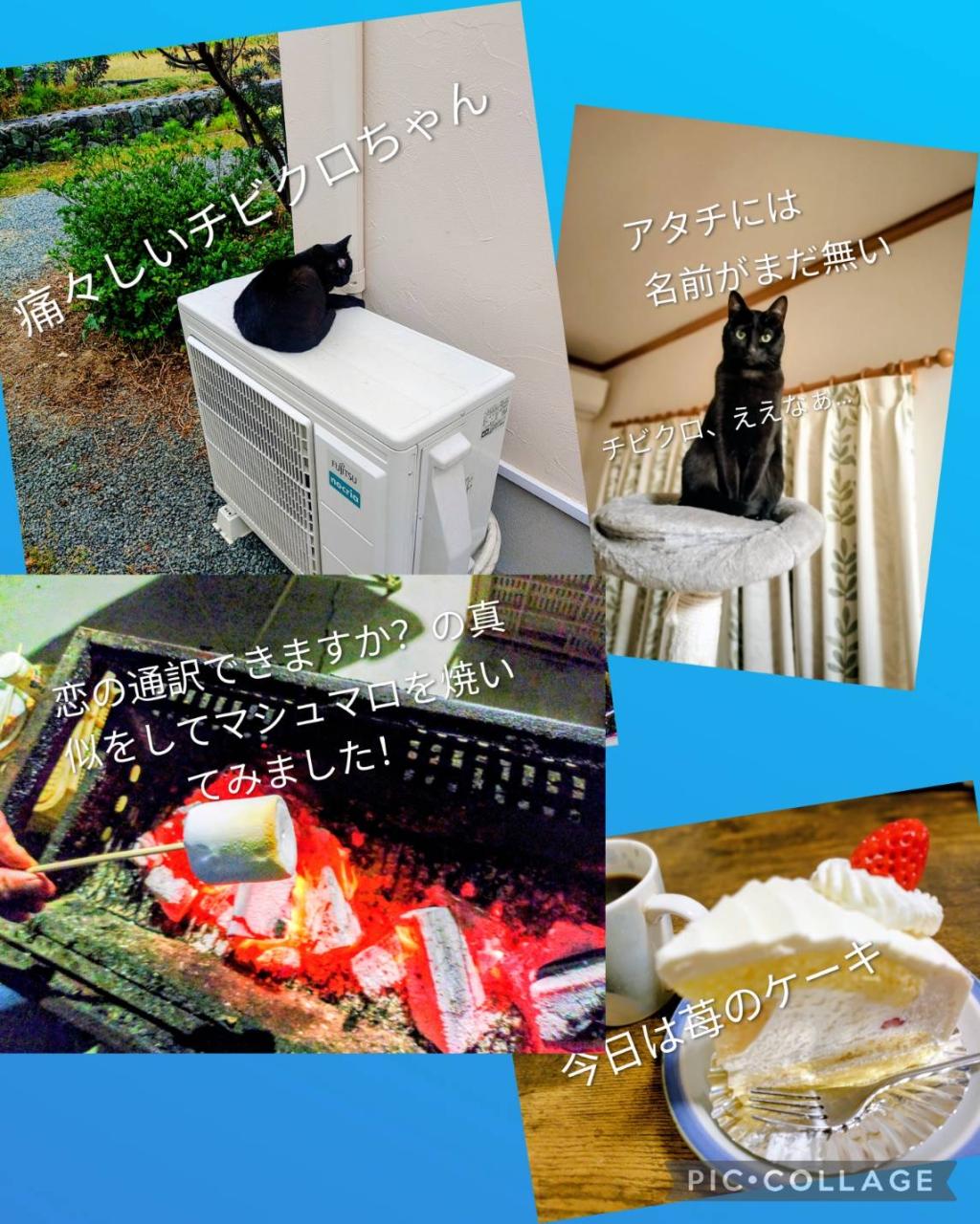 ありが鯛🐱