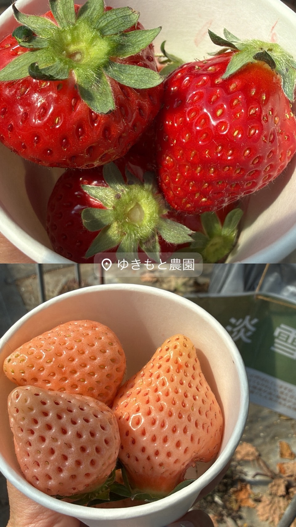 いちご狩り🍓