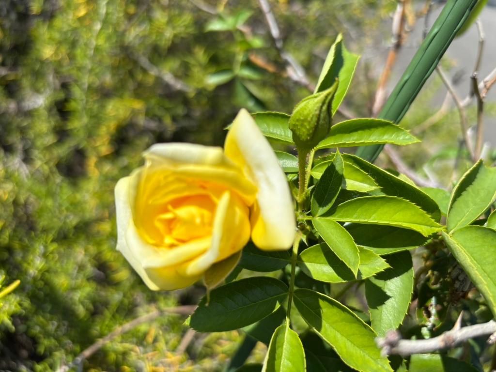 ９月も半月が経ちました